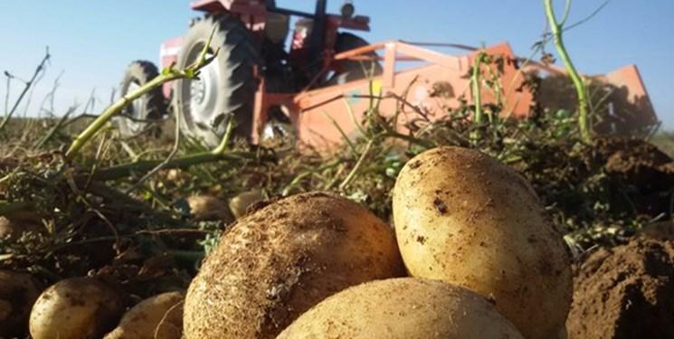 رئیس سازمان جهاد کشاورزی استان همدان اطلاع داد: لغو ممنوعیت صادرات سیب زمینی