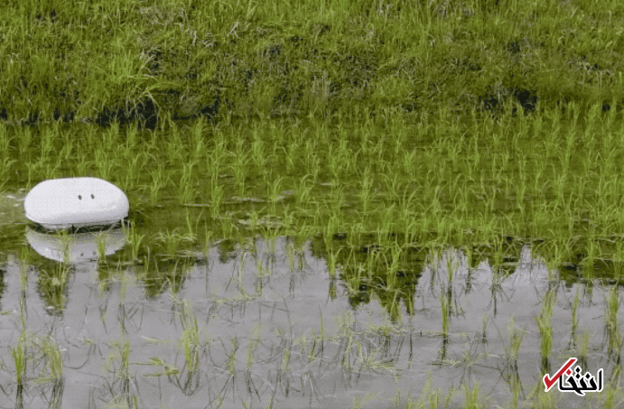 اردک رباتیک وارد مزارع ژاپن شد ، جدید ترین روش برای برنج کاری در دنیا