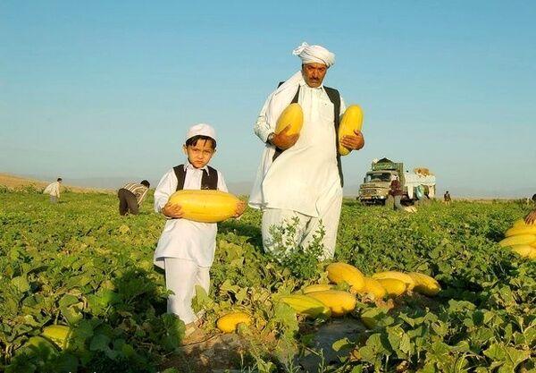 خبرنگاران بیشترین خربزه ایران در تربت جام خراسان رضوی تولید می شود