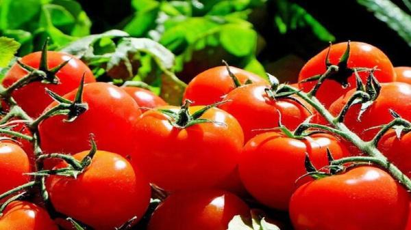 افت قیمت گوجه فرنگی در فصل برداشت، کشاورزان منتظر حمایت دولت هستند