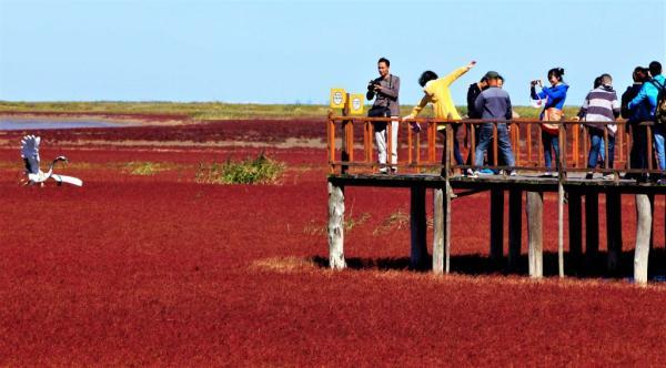 ساحل قرمز پانجین ، چین Red Beach